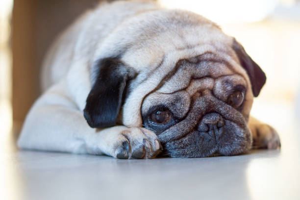istock Sad sleeping beige pug dog on floor big open eyes 1198818711