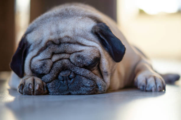 istock Sad sleeping beige pug dog on floor big eyes 1198818762