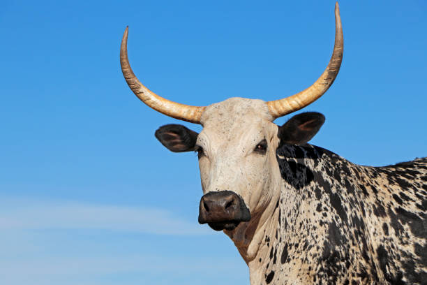 Portrait of a Nguni  cow - indigenous cattle breed of South Africa Portrait of a Nguni  cow - indigenous cattle breed of South Africa nguni cattle stock pictures, royalty-free photos & images