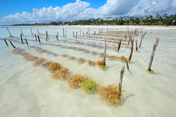 Seaweed farming in the clear coastal waters of Zanzibar island Seaweed farming in the clear coastal waters of Zanzibar island seaweed farming stock pictures, royalty-free photos & images