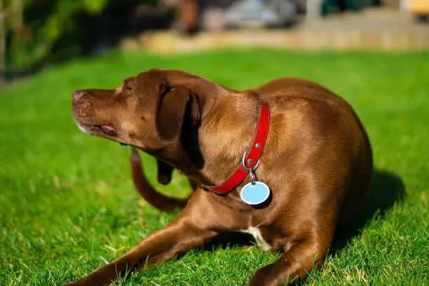 A mixed breed dog basks in the sun on a sunny day in the garden and is scratching