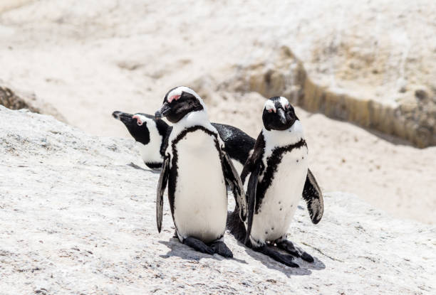 istock African penguins on a rock at Boulders Beach 1198821100