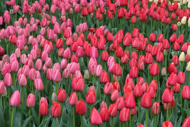 istock Many beautiful tulips at garden. 1198822118