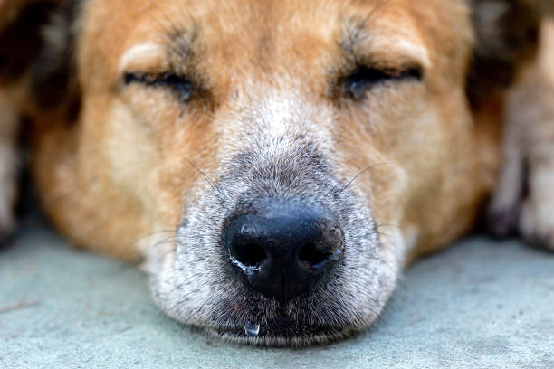 잠자는 강아지의 코에는 콧이 있습니다. - 바센지 뉴스 사진 이미지