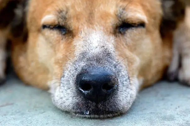 The sleeping dog's nose has a runny nose.