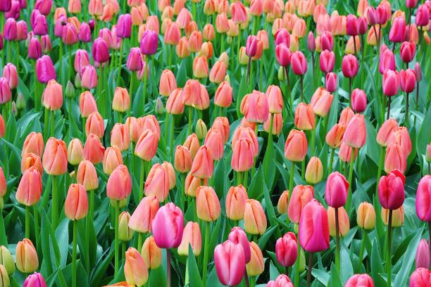 istock Many beautiful tulips at garden. 1198822185