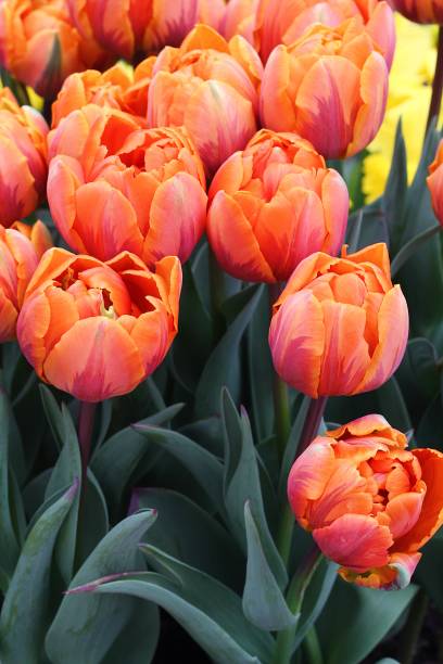 istock Many beautiful tulips at garden. 1198822246