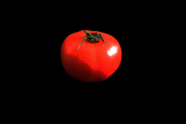 istock Fresh organic tamotoe isolated on black background. 1198825252