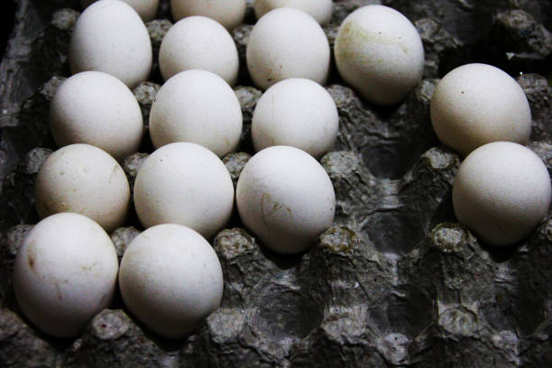 istock Eggs in an egg carton. Cardboard egg rack with white eggs top view. 1198825416
