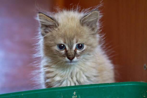 Little fluffy kitten for the first time learns to defecate in a cat litter tray