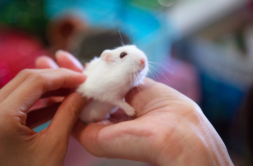 Close up of a pet mouse held by pet owner