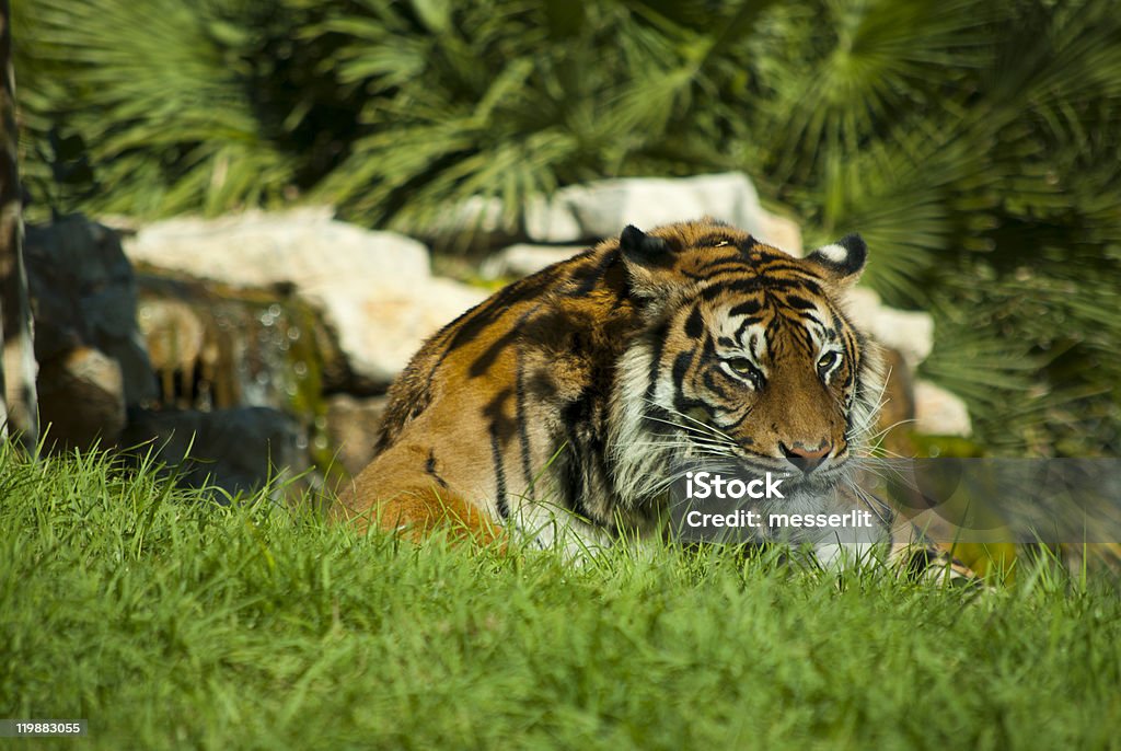 tiger - Lizenzfrei Farbbild Stock-Foto