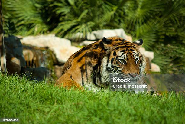 Tiger Stockfoto und mehr Bilder von Farbbild - Farbbild, Fotografie, Gras