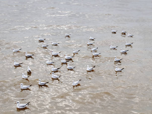 istock Flock of Seagulls Floating on Sea Water 1198830788
