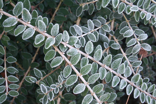 istock Close-up of Cotoneaster branch covered by frost 1198830802