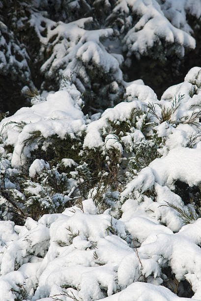 istock heaps of snow on fir tree 119883147