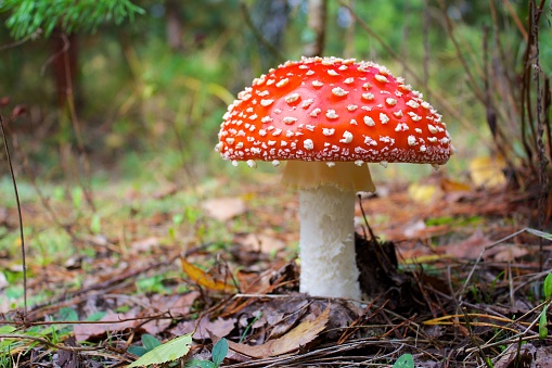 Toadstool or fly agaric mushroom on a fall landscape floor