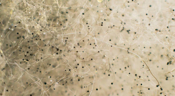 istock macro shot of Fungus on bread 1198832256