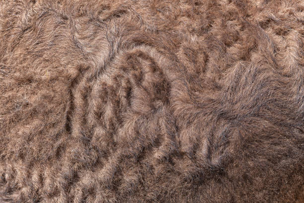 Closeup of camel brown fur. stock photo
