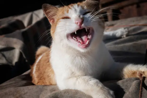 Photo of White-yellow, funny looking, smiling cat with wide open mouth. Street cat in Essaouira, Morocco.
