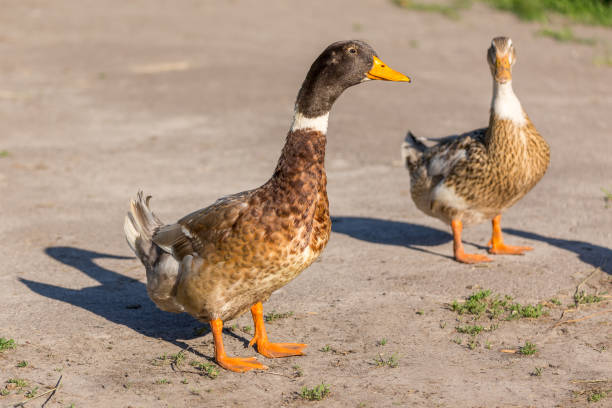 istock Tabasco Abacot Ranger ducks couple walking down the yard. 1198832568
