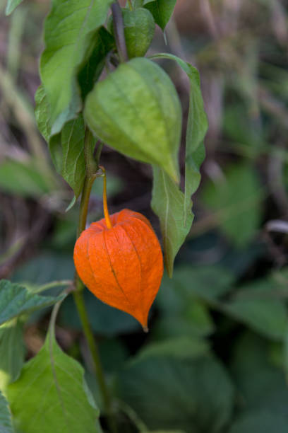 Physalis or winter cherry getting ripe on the field in a natural habitat. Authentic farm series.