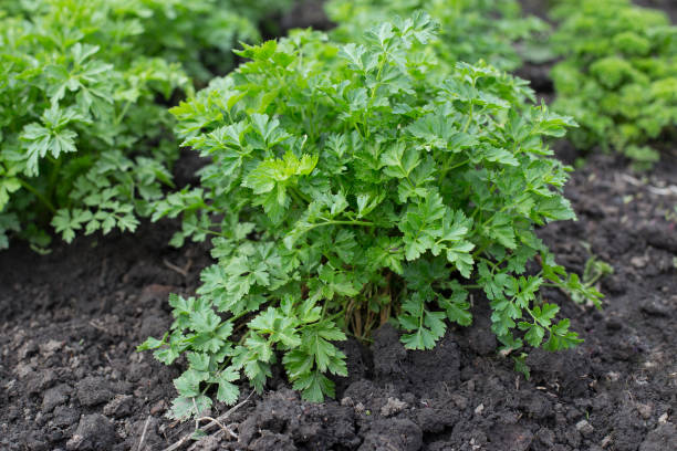 petersilie wächst auf einem bauernhof. - parsley stock-fotos und bilder