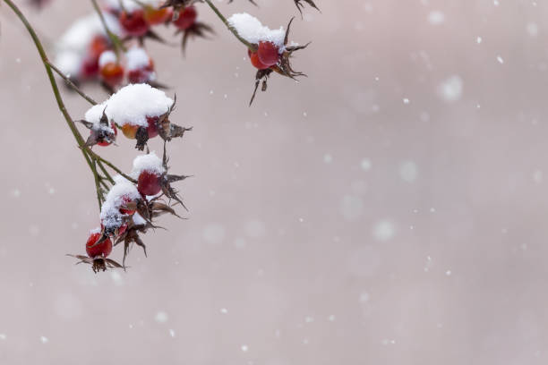 Briar berries covered with snow caps. Frosty winter scenery with copy space background. Authentic farm series rose christmas red white stock pictures, royalty-free photos & images