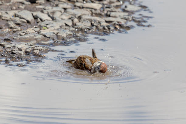 istock Sparrow taking a bath in a puddlu during hot summer day. 1198833877