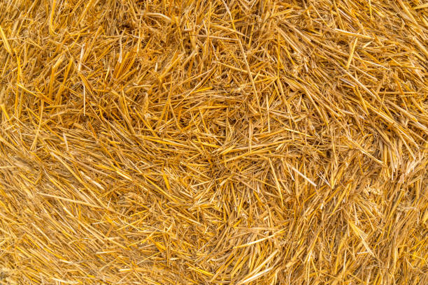 istock Bale of straw closeup background. 1198833969