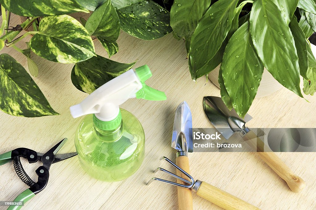 Gardening tools and houseplants - still life Houseplant Stock Photo