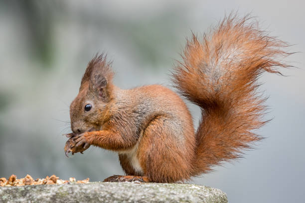 istock Brown squirrel eating a treat from a stone. 1198834998