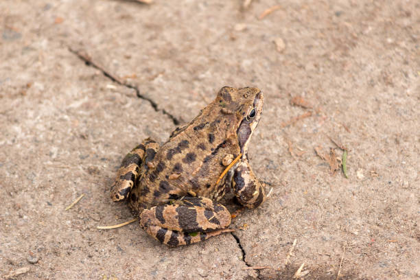 istock Moor frog (Rana tarrestris) warming up on the ground. 1198835048