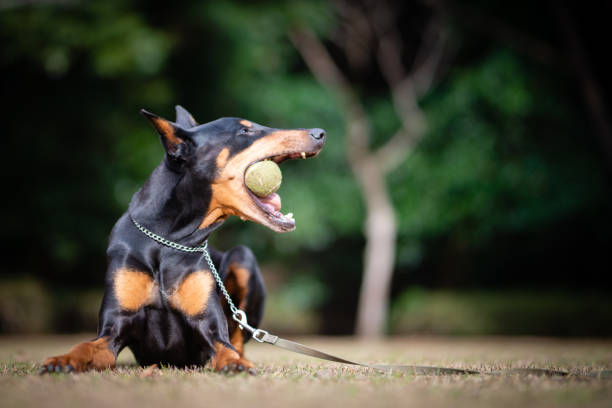istock Doberman biting a tennis ball 1198835058