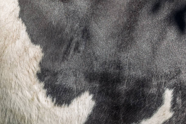 istock Hide on side of black and white cow. Authentic farm series. 1198835091
