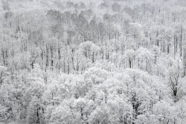 istock Winter forest, snow covered trees, picturesque view 1198836457