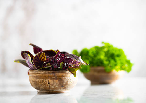 Fresh Sweet Basil on Marble Background