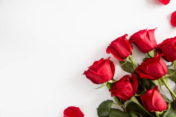 istock Red roses on white background. Valentines Day background, wedding day 1198839086
