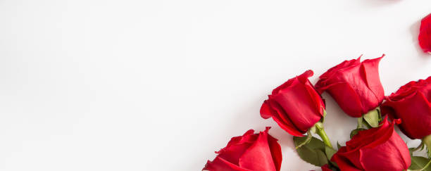 istock Red roses on white background. Valentines Day background, wedding day 1198839721