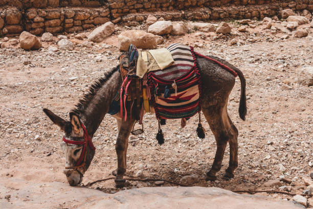 istock Tourist ride donkey in Petra 1198841118