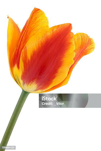 Foto de Tulipa e mais fotos de stock de Amarelo - Amarelo, Cabeça da flor, Cor Saturada