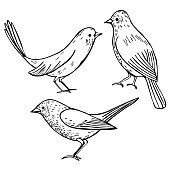 istock Hand drawn birds .Vector illustration. 1198841724