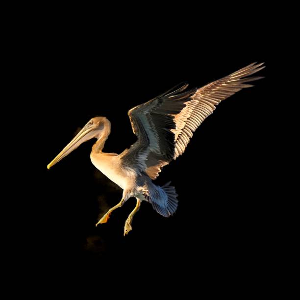 brown pelican isolated on black - pelican landing imagens e fotografias de stock