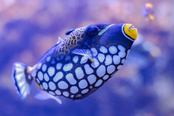 istock Colorful sea fish in aquarium 1198842829