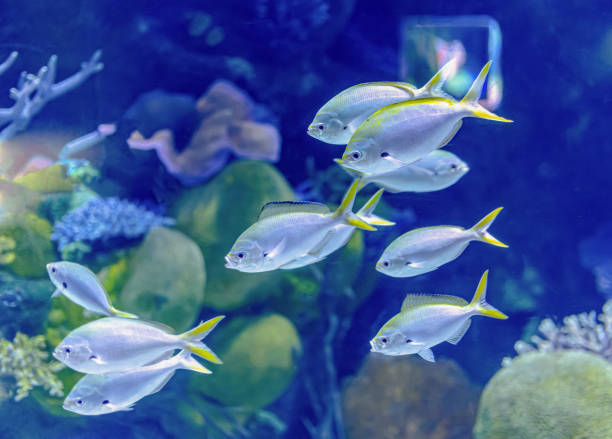 istock Colorful sea fish in aquarium 1198842852