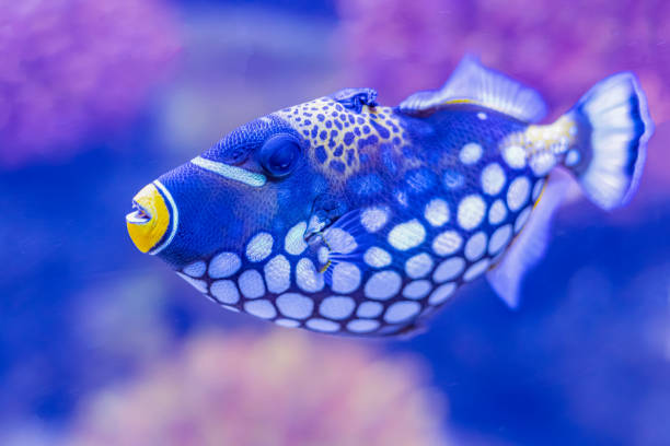 istock Colorful sea fish in aquarium 1198842856