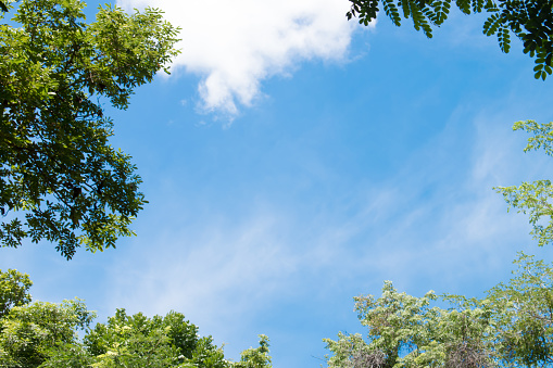 Trees and sky with clouds in the background.