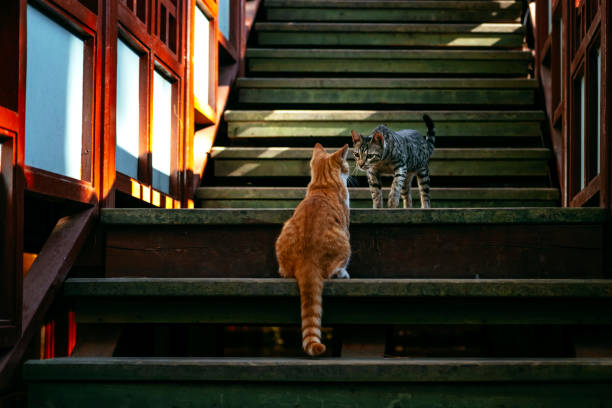 Adorable cats walking on street