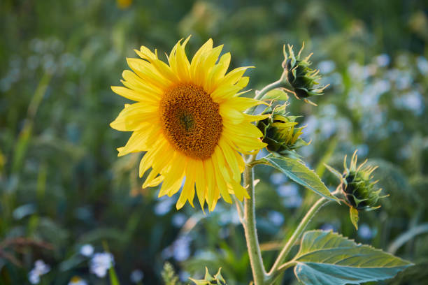 istock Sunflower against the sunset 1198843351