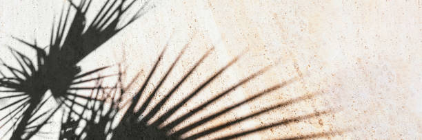 istock Black shadow of tropical plants on tiles 1198843856